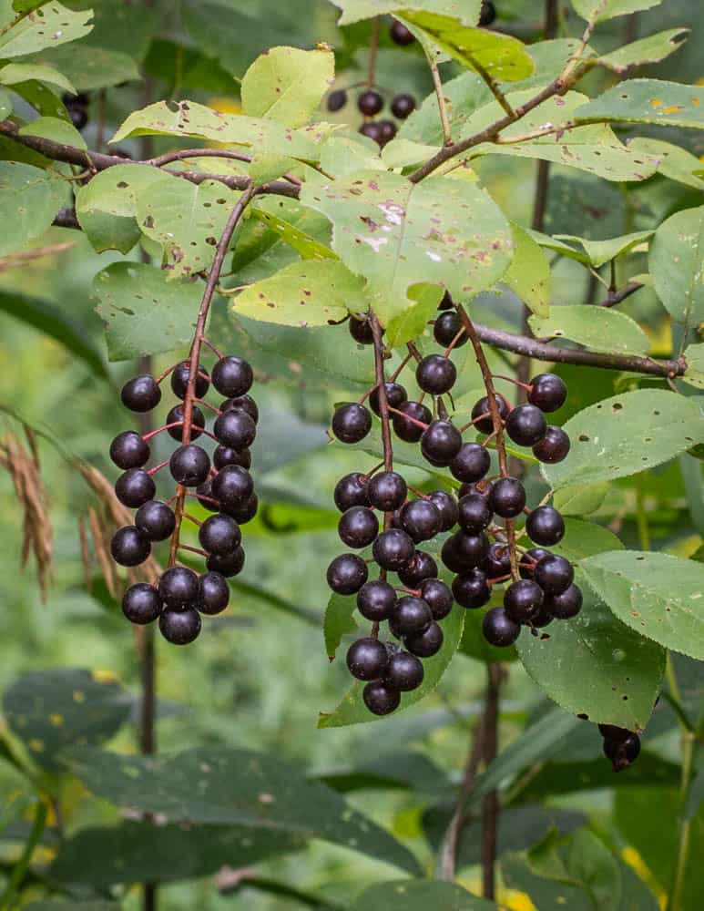 Wild black cherries, Prunus serotina 