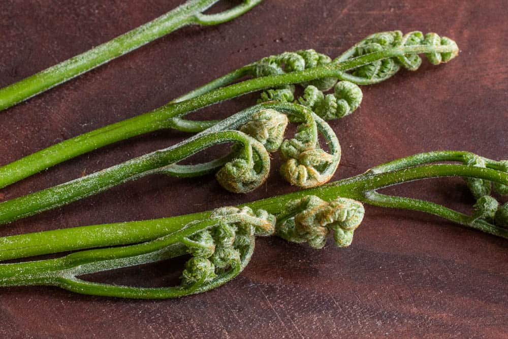 Edible bracken fern Pteridium aquilinum