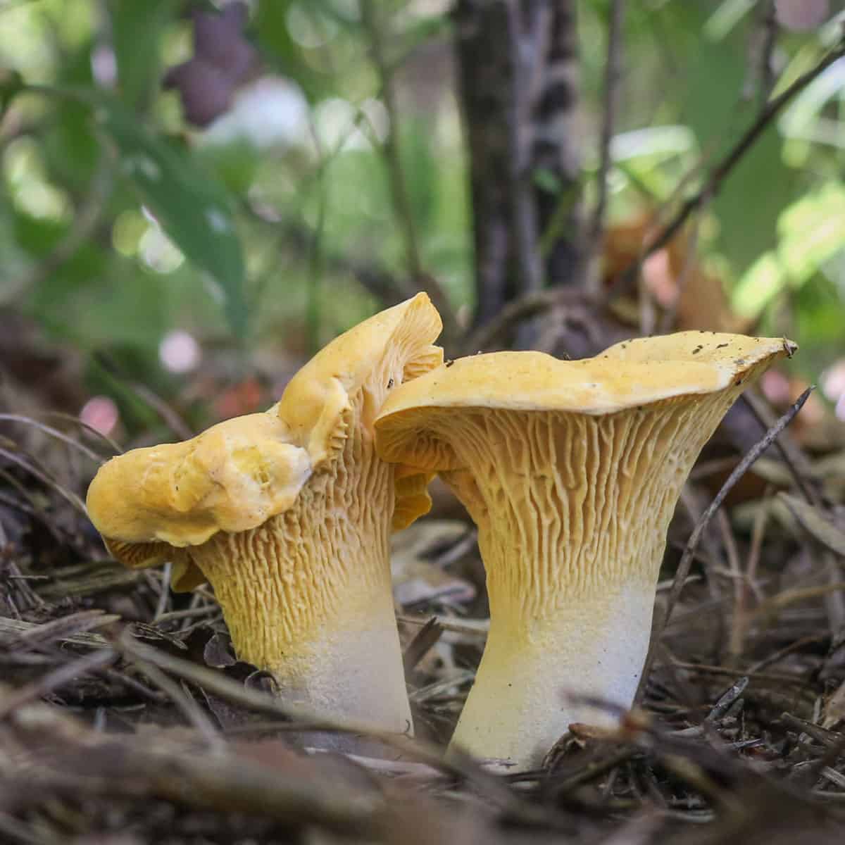 Cantharellus phasmatis, the ghost chanterelle, growing in an oak forest in Minnesota.