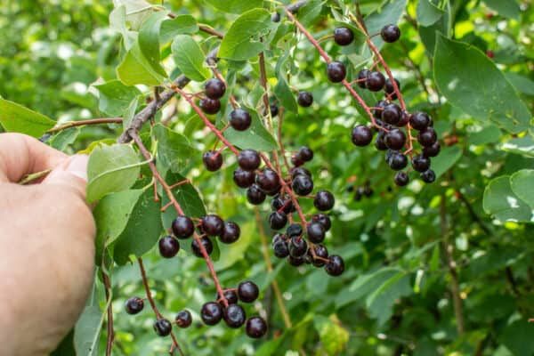 Chokecherries, Prunus virginiana