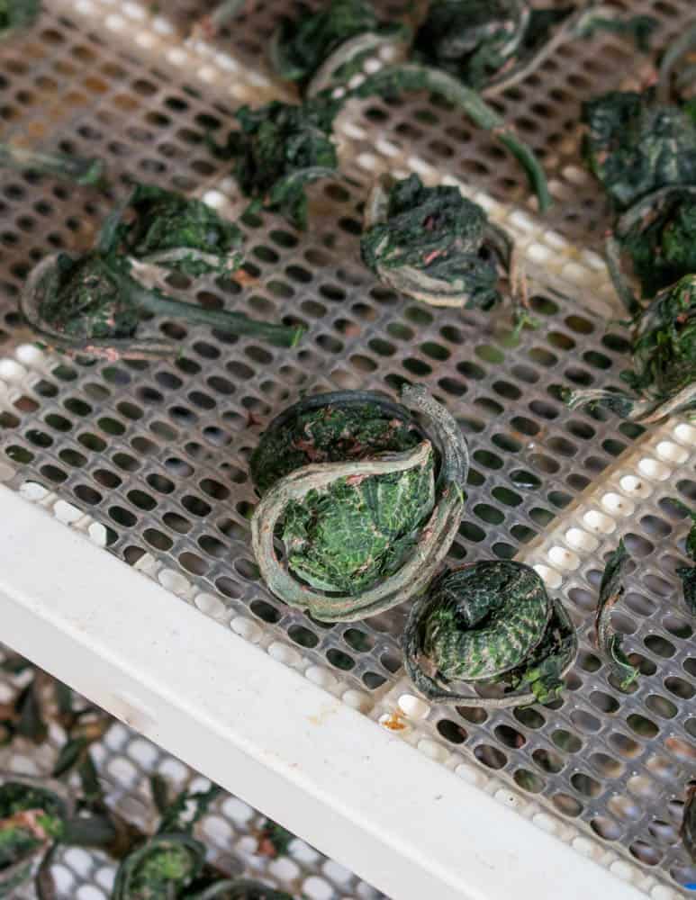 Dried or dehydrated fiddlehead ferns