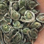 Dried or dehydrated fiddlehead ferns