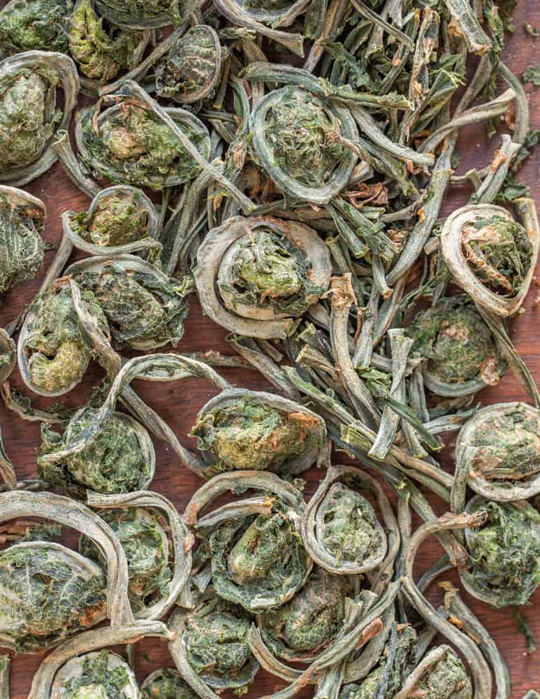 Dried or dehydrated ostrich fiddlehead ferns