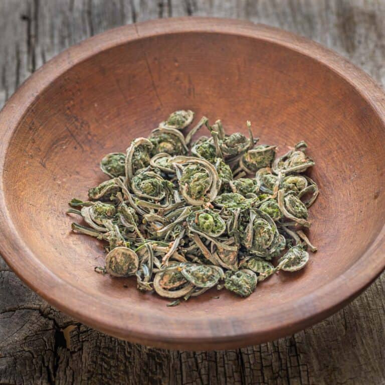 Fiddlehead Ferns: Identifying, Harvesting And Cooking