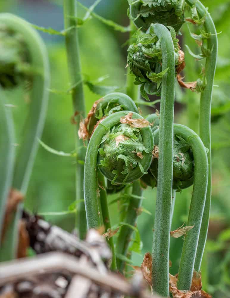 Ostrich fern fiddleheads from Minnesota