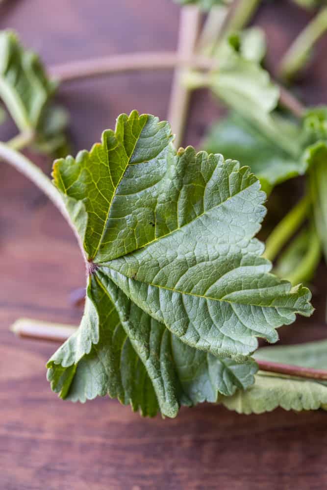 Edible mallow or malva leaves