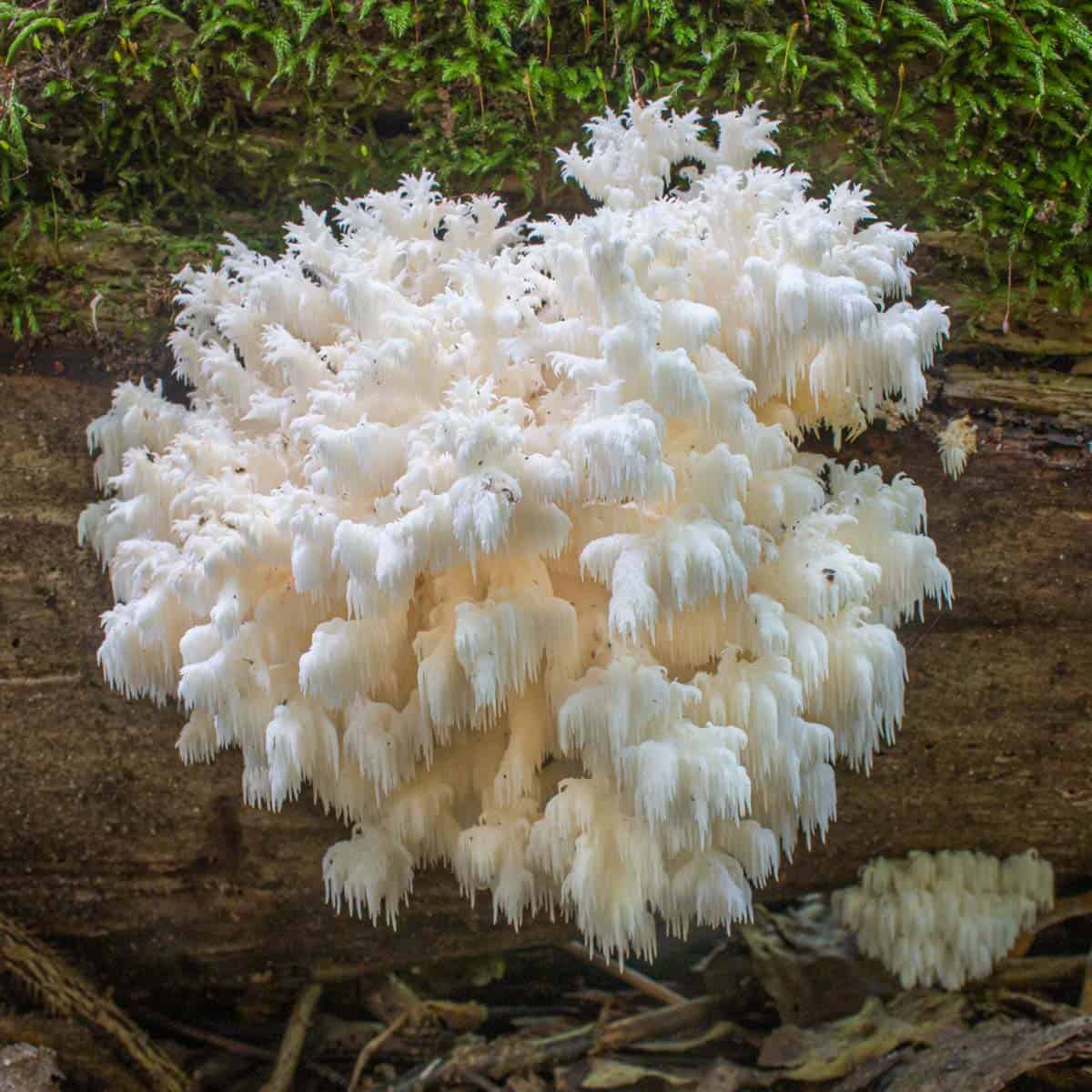 A Hericium coralloides or coral tooth mushroom on a log covered in moss. 