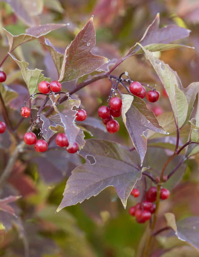 Highbush cranberries Viburnum trilobum