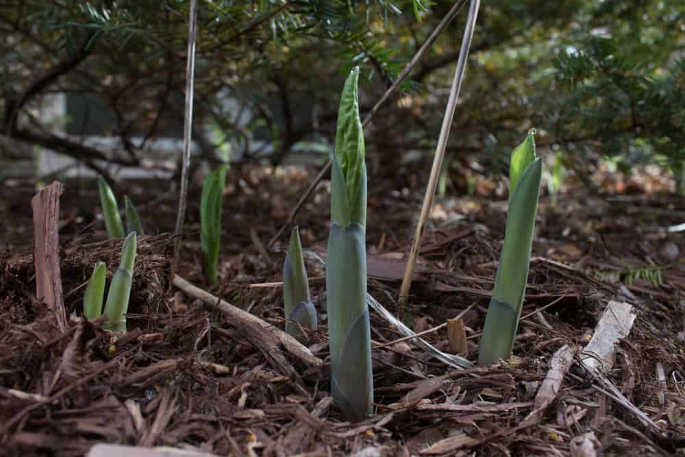 Edible hosta shoots