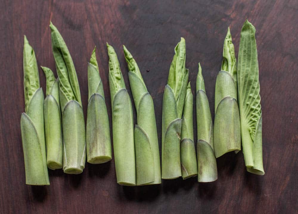 Edible hosta shoots or urui