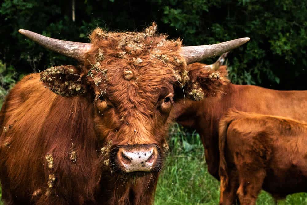 Scottish Highland Cattle
