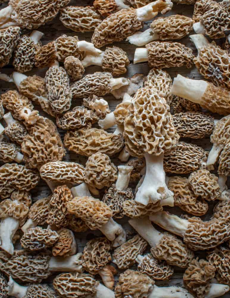 mature blonde and grey morels or morchella americana from minnesota 
