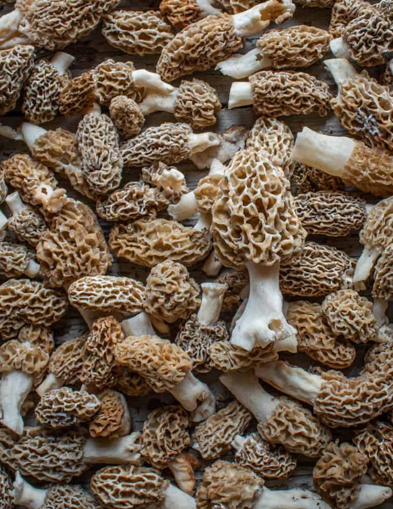 world biggest morel mushroom