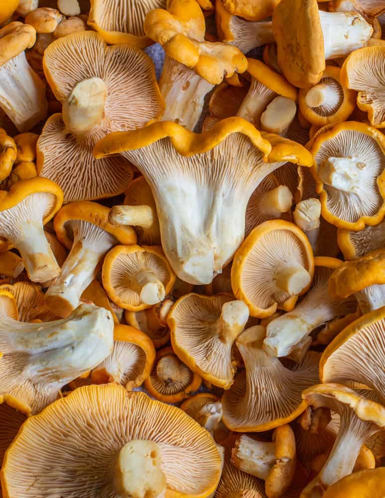 A lot of Cantharellus phasmatis a Midwestern golden chanterelle