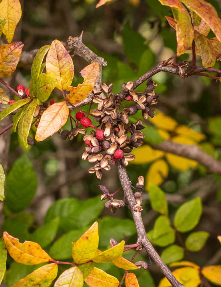 Wild prickly ash or Szechuan peppercorn wontons (6)