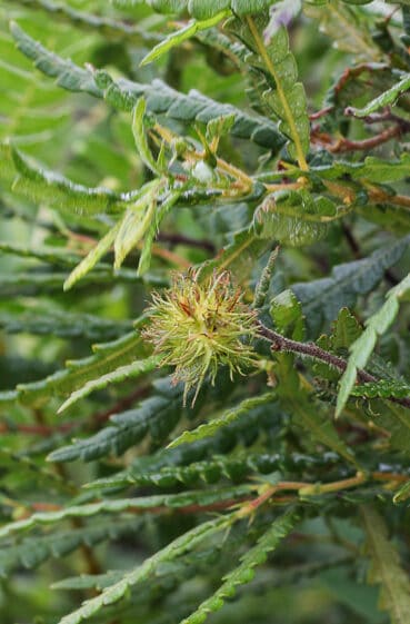 Sweetfern nutlets 