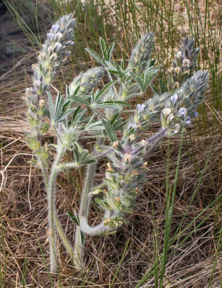 a nice timpsila or prairie turnip 