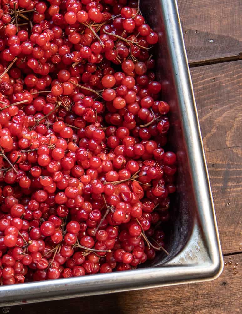 Highbush cranberries or Viburnum trilobum 