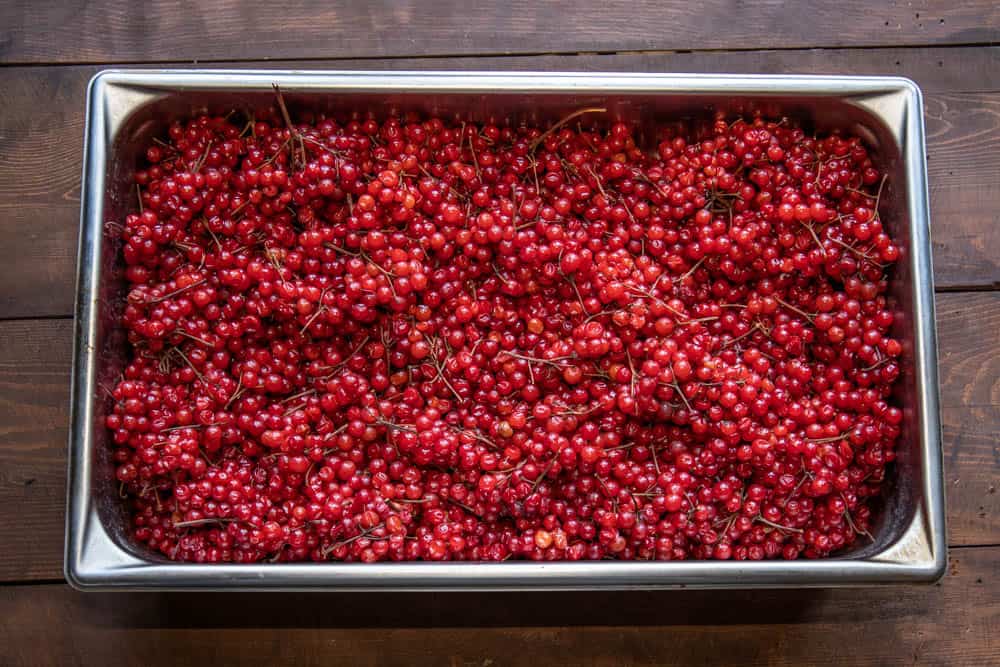 Highbush cranberries