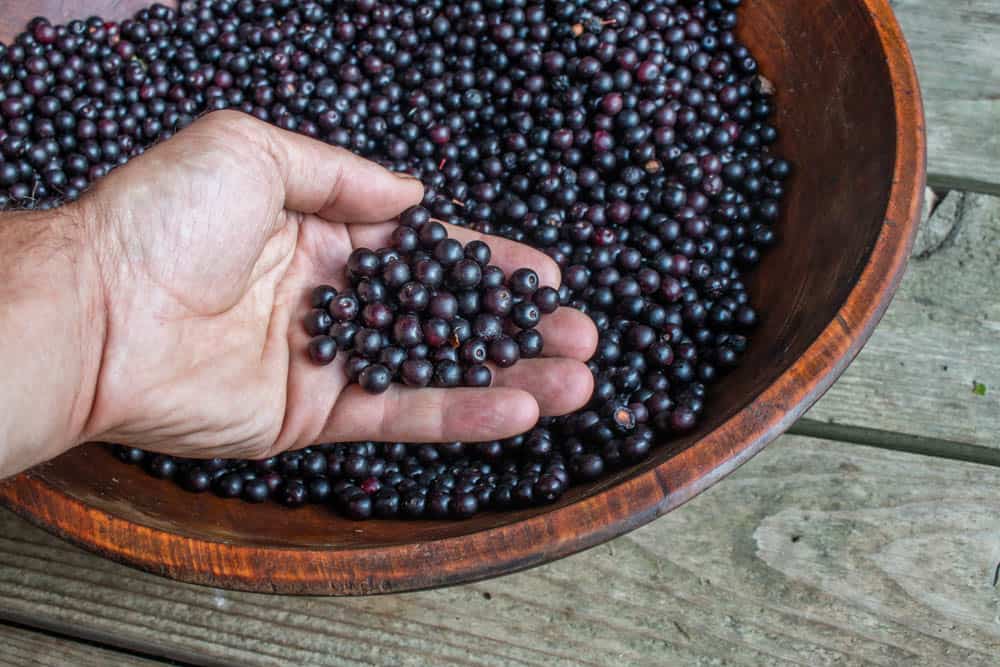 Wild black cherries or Prunus serotina wild cherry 