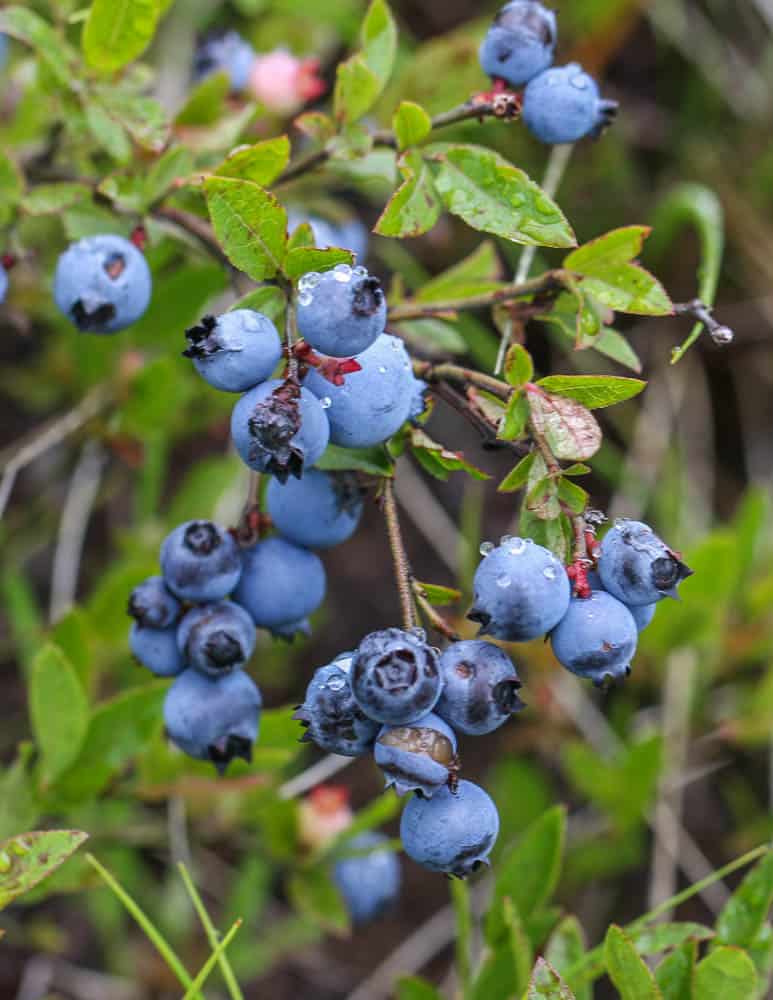 Wild lowbush blueberries Vaccinium angustifolium