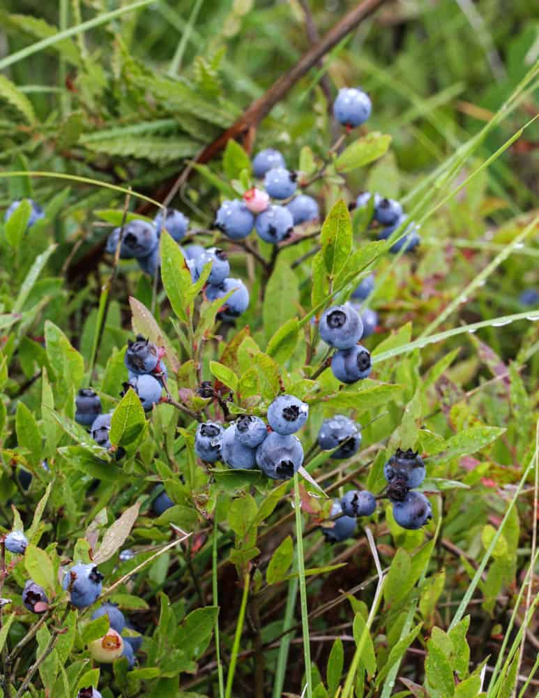 Wild lowbush blueberries or Vaccinium augustifolium