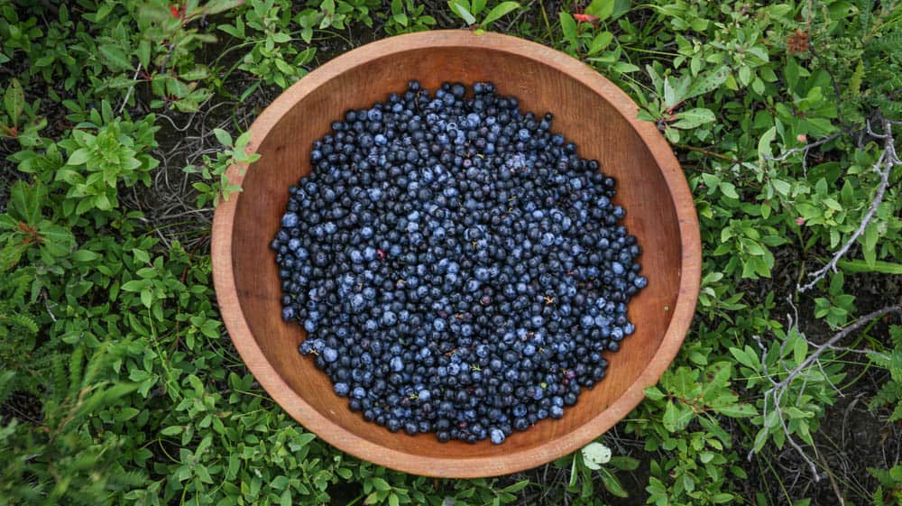 Wild lowbush blueberries Vaccinium angustifolium