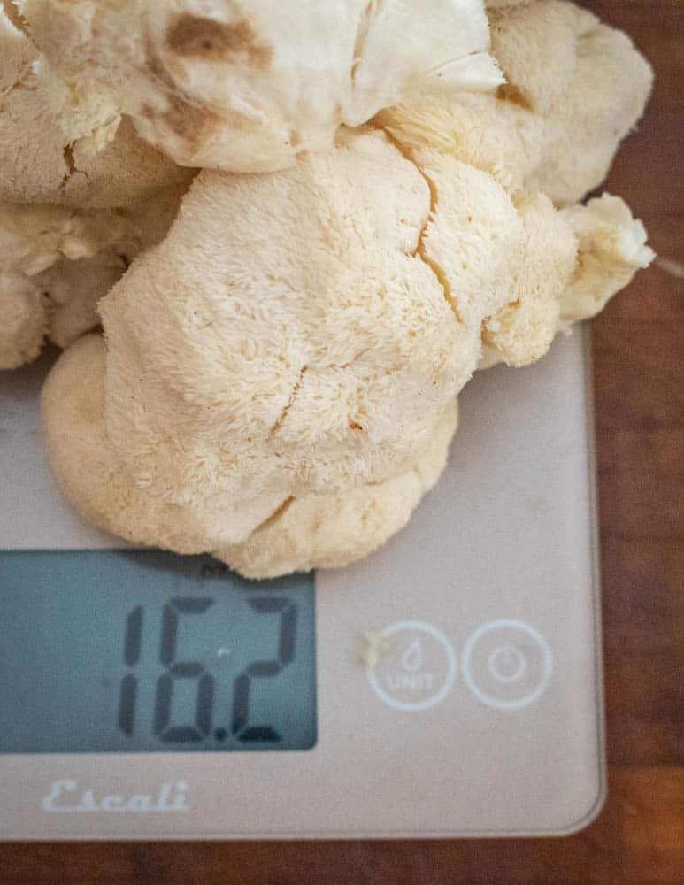 weighing hericium or lions mane mushrooms