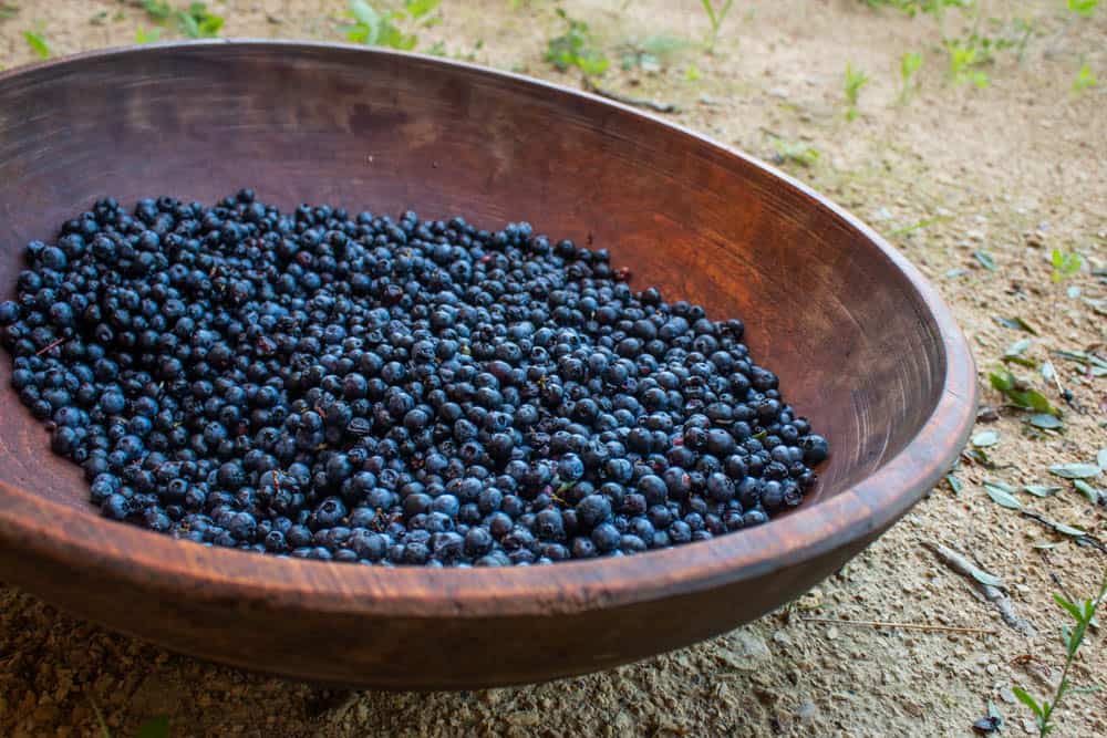 A large bowl of wild blueberries 