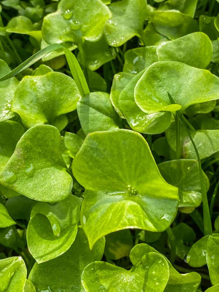 Miners lettuce or Claytonia perfoliata 