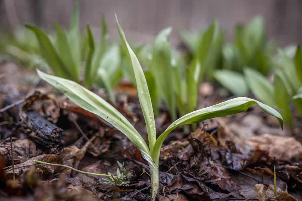 Allium burdickii, the white stemmed ramp or narrow leaved wild leek