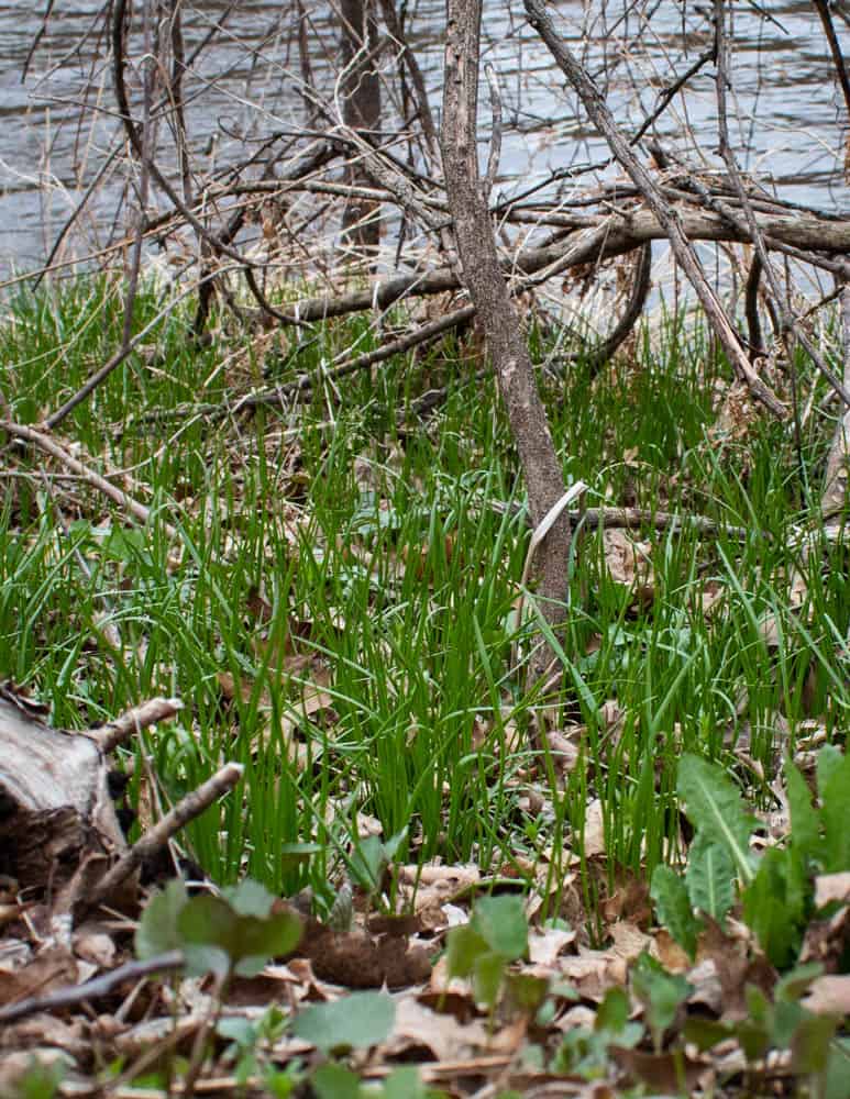 Wild onions 