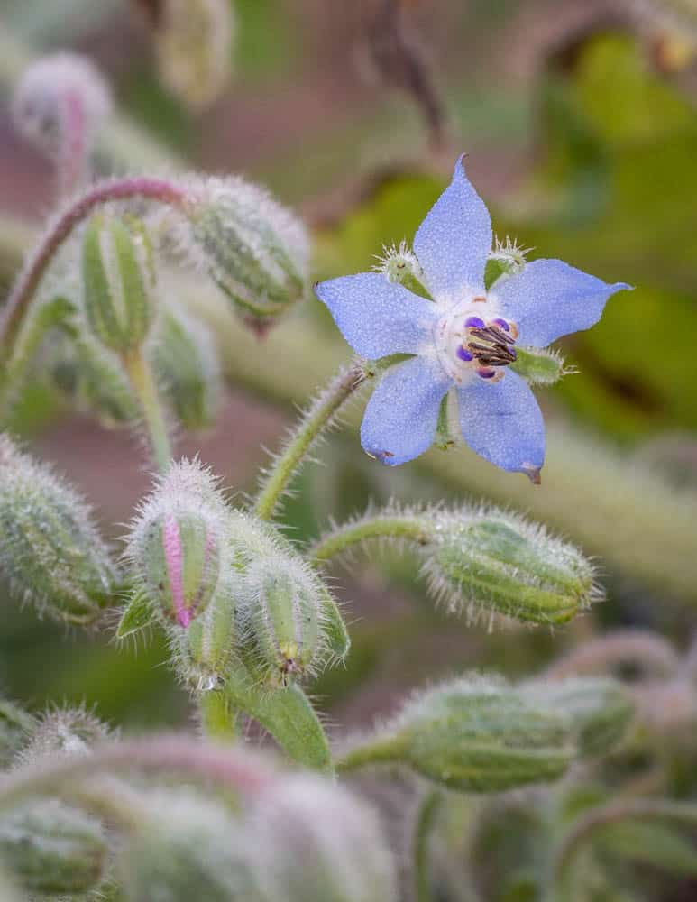 Borage flowers 