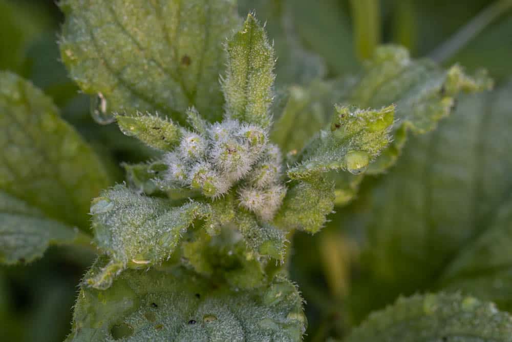 Edible borage leaves 