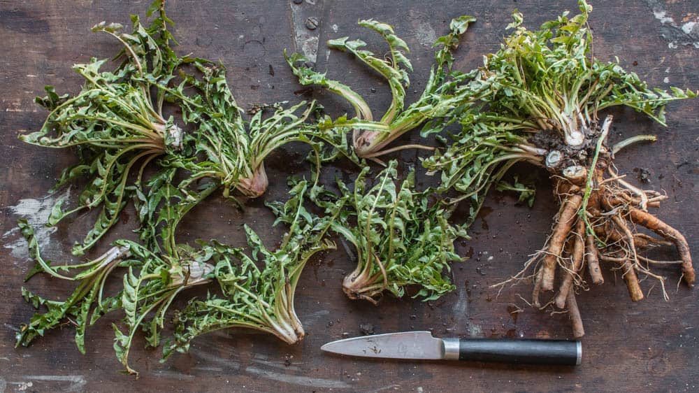 Trimming dandelion crowns or hearts