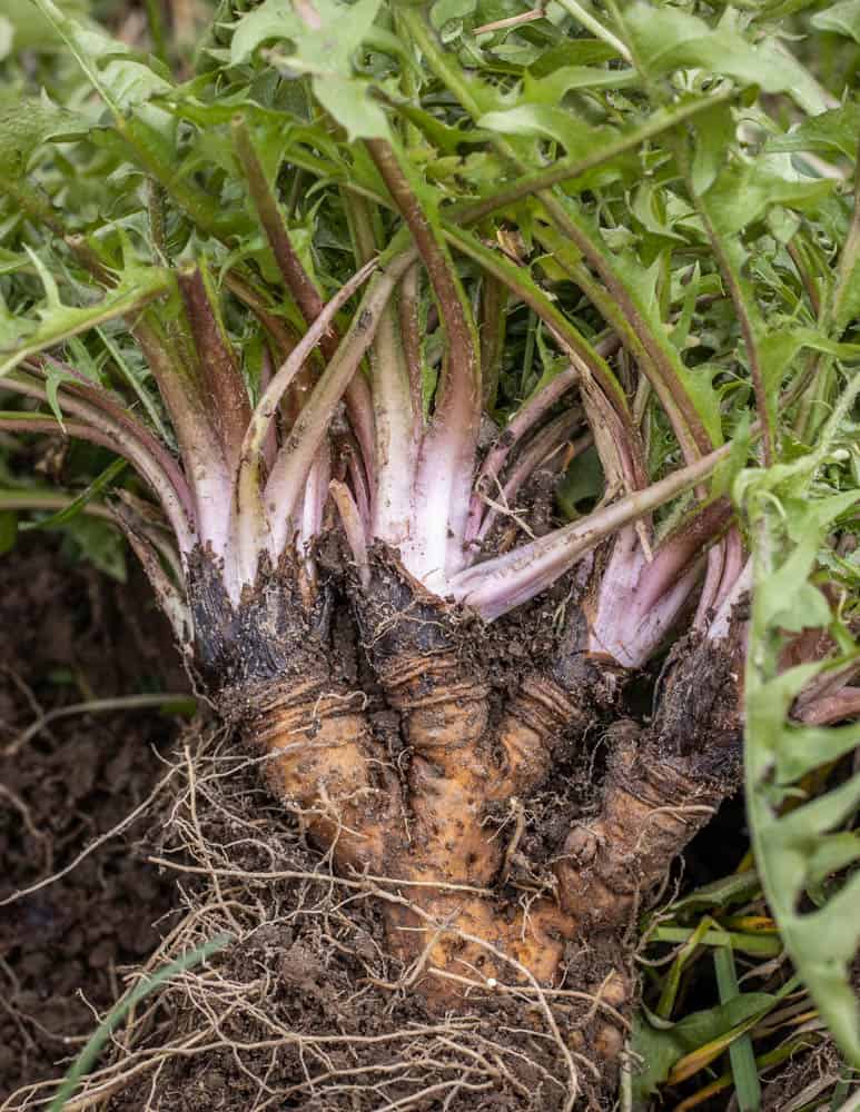 Dandelion crown with roots