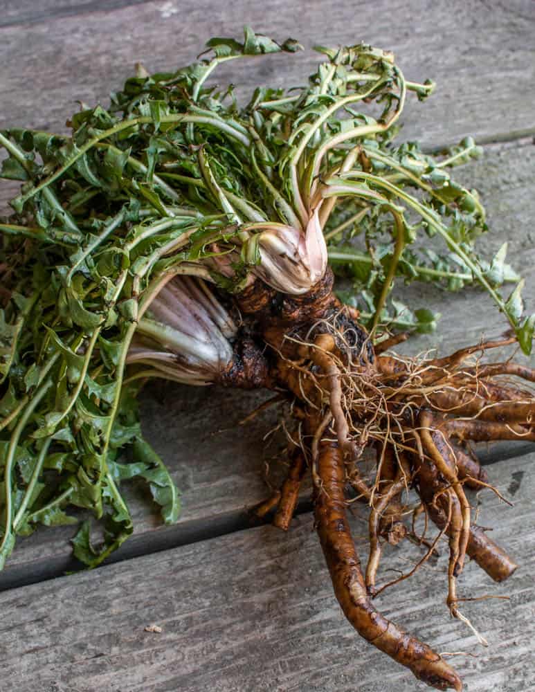 Dandelion crown with roots