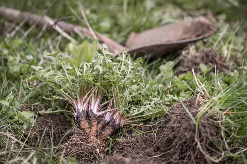 Digging dandelion crowns / hearts