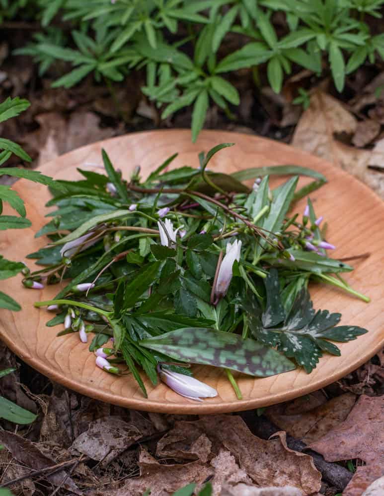 Ephemeral salad of trout lily, spring beauty, waterleaf, toothwort, and mermaid weed