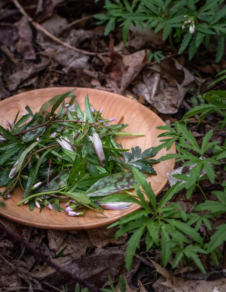 Salad of edible spring ephemerals from Wisconsin