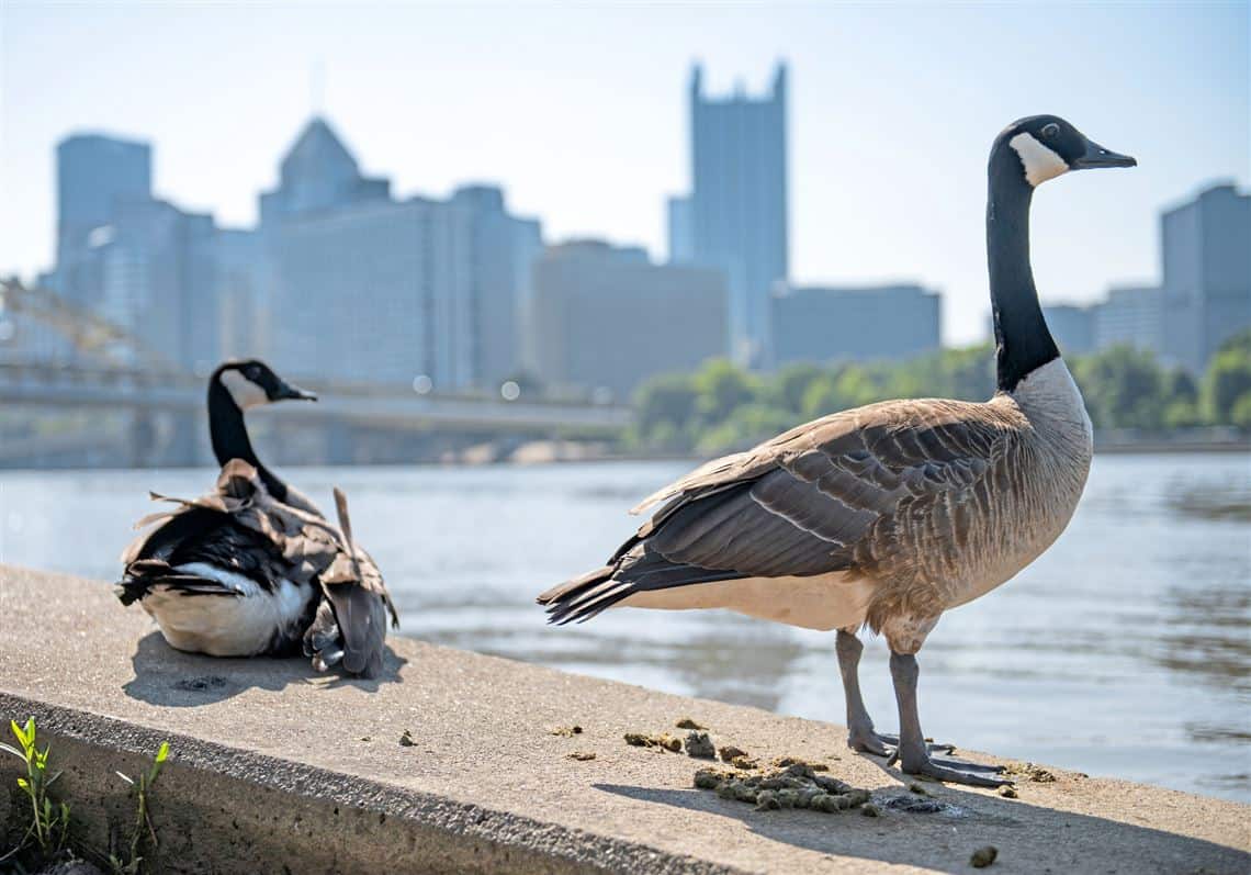 Canada goose cleaning clearance chicago