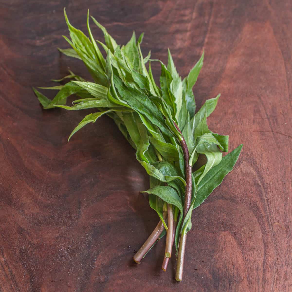 Edible Canada goldenrod shoots