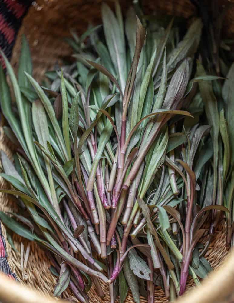 Edible Canada goldenrod shoots