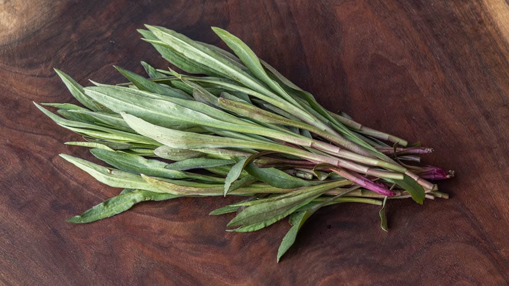 Edible Canada goldenrod shoots