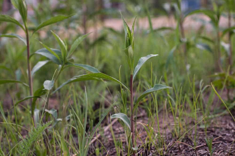 Edible Canada goldenrod shoots