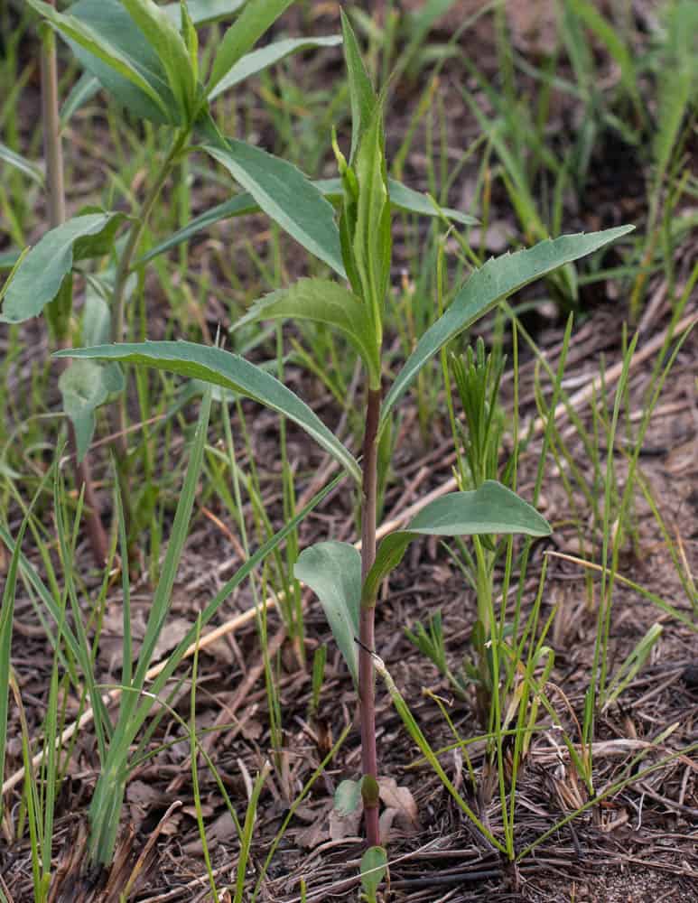 Edible Canada goldenrod shoots