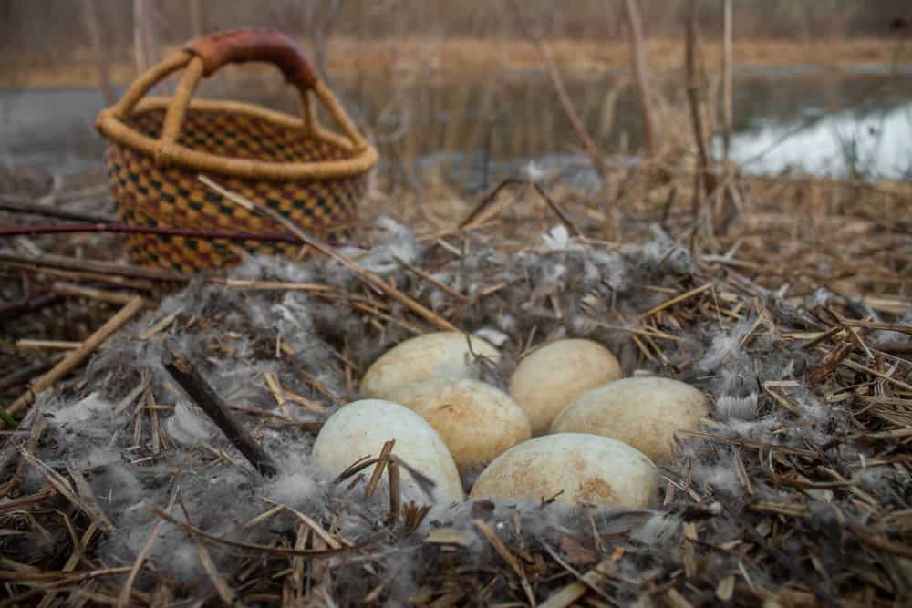 when geese lay eggs