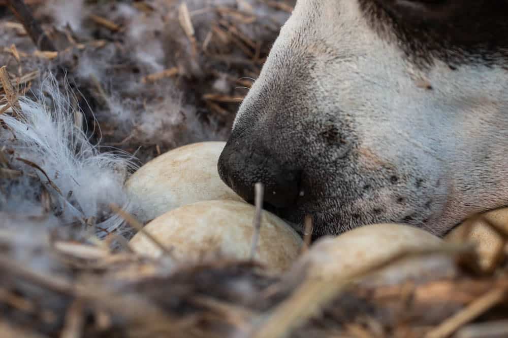 Hunting wild goose eggs with a dog