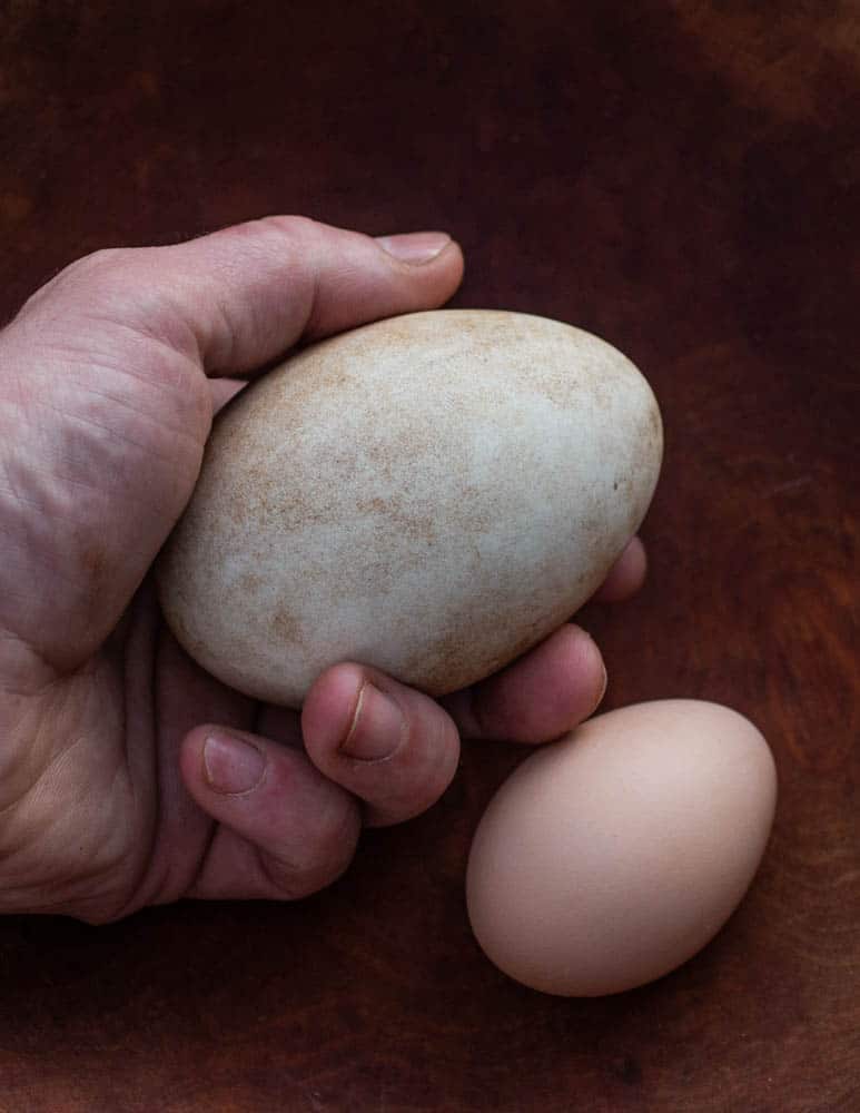 wild goose egg next to chicken egg comparison