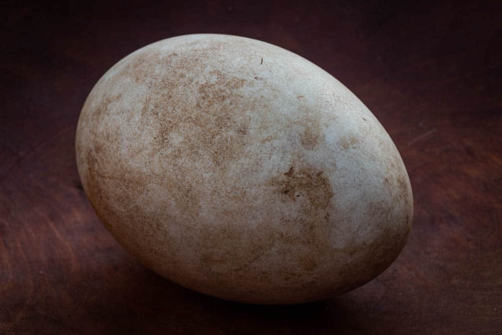 a wild goose egg in a wooden bowl